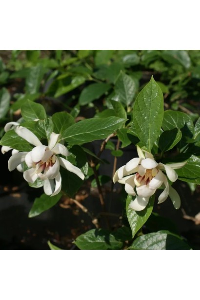 Калікант Венус